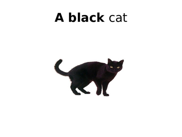 A black cat 