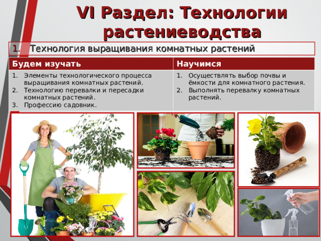 VI Раздел: Технологии растениеводства Технология выращивания комнатных растений Будем изучать Научимся Элементы технологического процесса выращивания комнатных растений. Технологию перевалки и пересадки комнатных растений. Профессию садовник. Осуществлять выбор почвы и ёмкости для комнатного растения. Выполнять перевалку комнатных растений. 