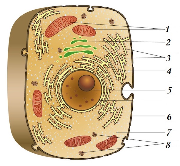 Строение животной клетки картинка