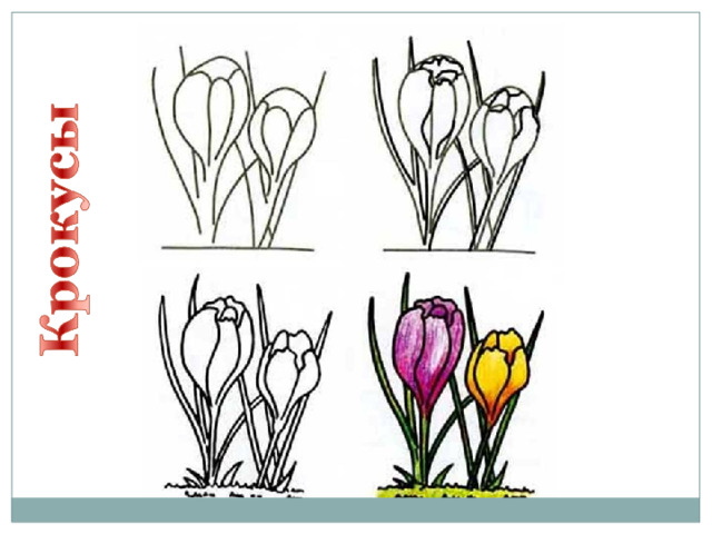 Презентация по изо весенние цветы 4 класс поэтапное рисование