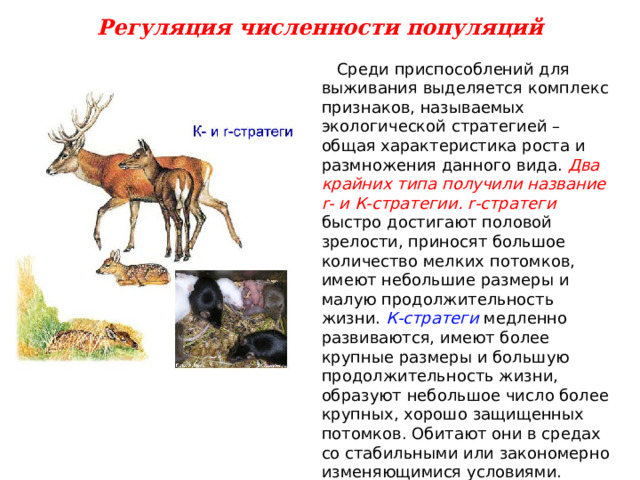Регуляция численности популяций  Среди приспособлений для выживания выделяется комплекс признаков, называемых экологической стратегией – общая характеристика роста и размножения данного вида. Два крайних типа получили название r - и К-стратегии. r -стратеги  быстро достигают половой зрелости, приносят большое количество мелких потомков, имеют небольшие размеры и малую продолжительность жизни. К-стратеги медленно развиваются, имеют более крупные размеры и большую продолжительность жизни, образуют небольшое число более крупных, хорошо защищенных потомков. Обитают они в средах со стабильными или закономерно изменяющимися условиями. 