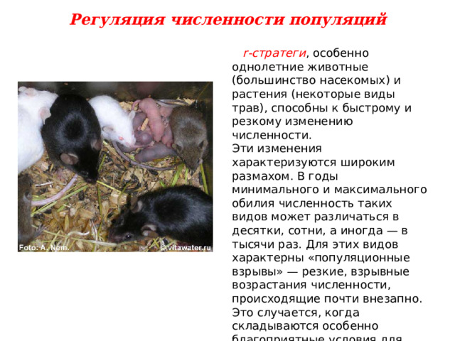 Регуляция численности популяций  r -стратеги , особенно однолетние животные (большинство насекомых) и растения (некоторые виды трав), способны к быстрому и резкому изменению численности. Эти изменения характеризуются широким размахом. В годы минимального и максимального обилия численность таких видов может различаться в десятки, сотни, а иногда — в тысячи раз. Для этих видов характерны «популяционные взрывы» — резкие, взрывные возрастания численности, происходящие почти внезапно. Это случается, когда складываются особенно благоприятные условия для размножения организмов. 