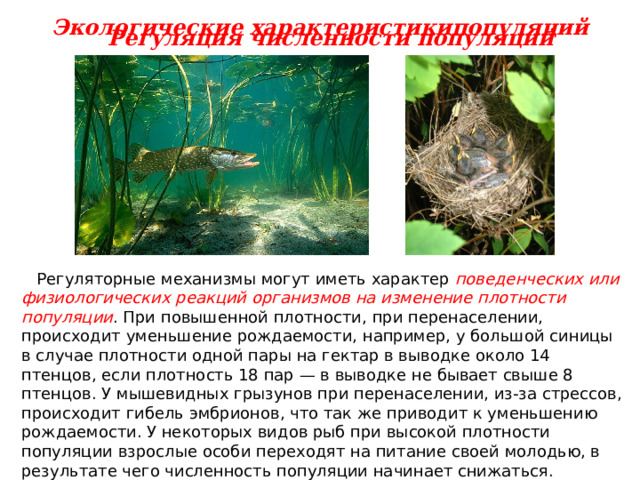 Экологические характеристикипопуляций Регуляция численности популяций  Регуляторные механизмы могут иметь характер поведенческих или физиологических реакций организмов на изменение плотности популяции . При повышенной плотности, при перенаселении, происходит уменьшение рождаемости, например, у большой синицы в случае плотности одной пары на гектар в выводке около 14 птенцов, если плотность 18 пар — в выводке не бывает свыше 8 птенцов. У мышевидных грызунов при перенаселении, из-за стрессов, происходит гибель эмбрионов, что так же приводит к уменьшению рождаемости. У некоторых видов рыб при высокой плотности популяции взрослые особи переходят на питание своей молодью, в результате чего численность популяции начинает снижаться.  