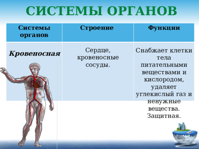 Системы органов защиты