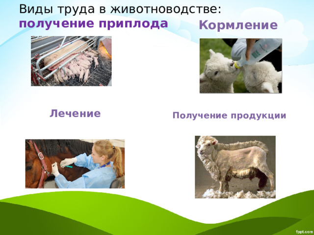 Виды труда в животноводстве:  получение приплода Кормление Лечение Получение продукции 
