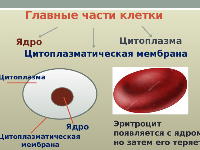 Главные части клетки Цитоплазма  Ядро Цитоплазматическая мембрана Цитоплазма  Эритроцит появляется с ядром, но затем его теряет Ядро Цитоплазматическая мембрана 