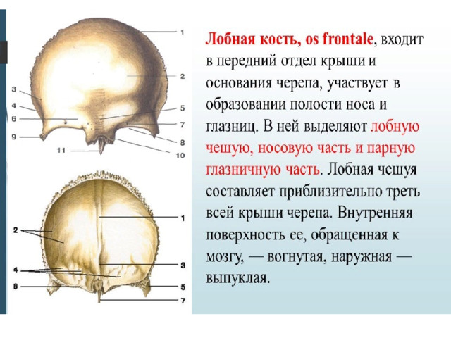 Особенности строения свода черепа