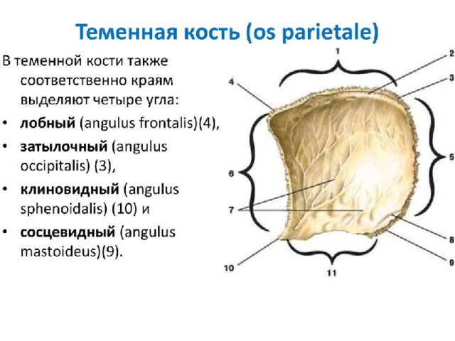 Теменная кость фото