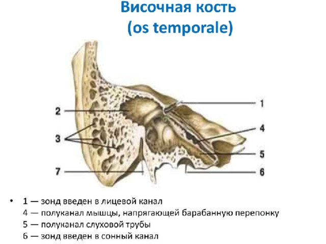 Височные каналы таблица