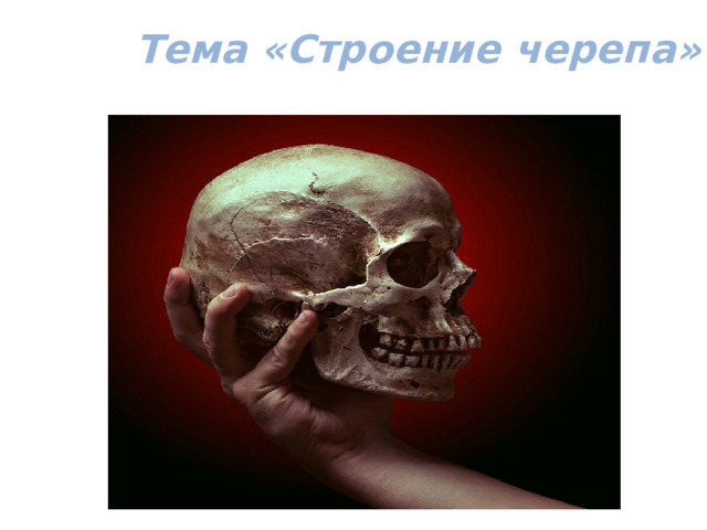  Тема «Строение черепа» 