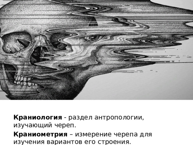 Краниология - раздел антропологии, изучающий череп. Краниометрия – измерение черепа для изучения вариантов его строения. 