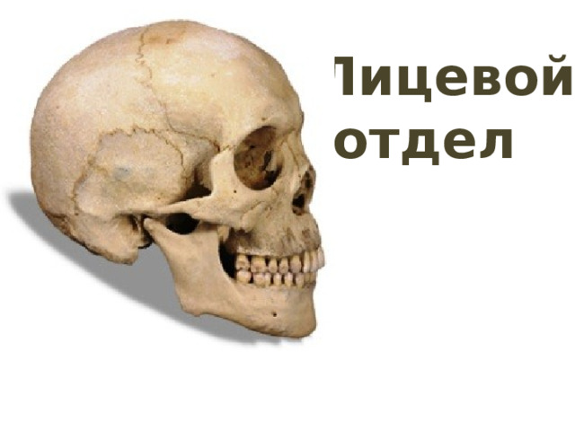Лицевой  отдел 