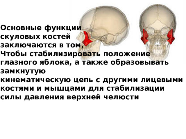 Основные функции скуловых костей заключаются в том, Чтобы стабилизировать положение глазного яблока, а также образовывать замкнутую кинематическую цепь с другими лицевыми костями и мышцами для стабилизации силы давления верхней челюсти 