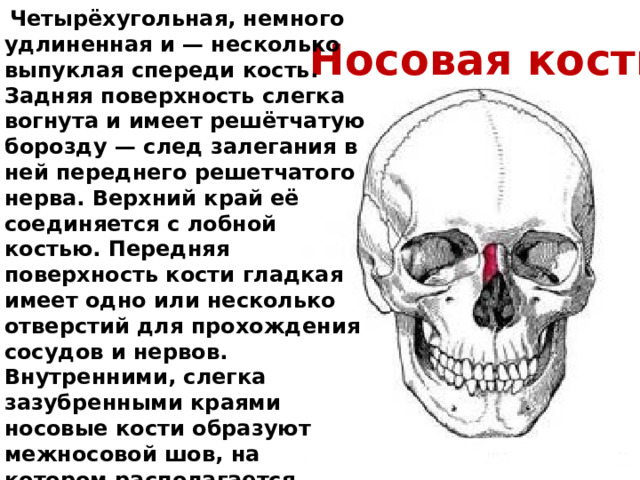  Четырёхугольная, немного удлиненная и — несколько выпуклая спереди кость. Задняя поверхность слегка вогнута и имеет решётчатую борозду — след залегания в ней переднего решетчатого нерва. Верхний край её соединяется с лобной костью. Передняя поверхность кости гладкая имеет одно или несколько отверстий для прохождения сосудов и нервов. Внутренними, слегка зазубренными краями носовые кости образуют межносовой шов, на котором располагается продольный желобок. Обе носовые кости внутренними поверхностями прилежат к решётчатой кости и лобной кости. Носовая кость. 