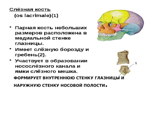 Формирует внутреннюю стенку глазницы и наружную стенку носовой полости .   