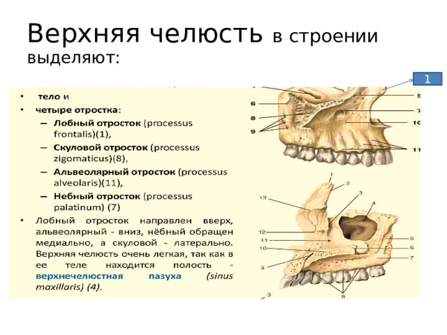 Верхняя челюсть в строении выделяют: 1 
