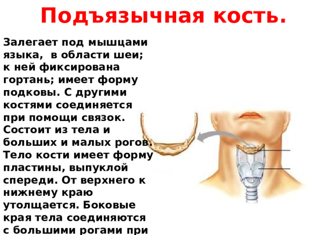 Подъязычная кость. Залегает под мышцами языка, в области шеи; к ней фиксирована гортань; имеет форму подковы. С другими костями соединяется при помощи связок. Состоит из тела и больших и малых рогов. Тело кости имеет форму пластины, выпуклой спереди. От верхнего к нижнему краю утолщается. Боковые края тела соединяются с большими рогами при помощи суставных поверхностей либо волокнистого или гиалинового хряща. 