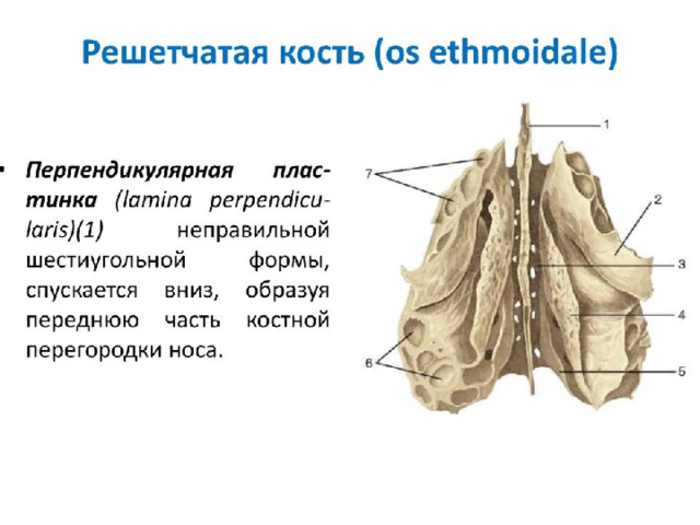 Перпендикулярная пластинка решетчатой кости участвует в образовании стенки полости носа