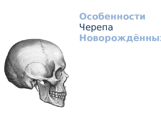 Особенности Черепа Новорождённых. 