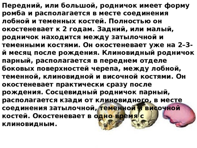 Передний, или большой, родничок имеет форму ромба и располагается в месте соединения лобной и теменных костей. Полностью он окостеневает к 2 годам. Задний, или малый, родничок находится между затылочной и теменными костями. Он окостеневает уже на 2–3-й месяц после рождения. Клиновидный родничок парный, располагается в переднем отделе боковых поверхностей черепа, между лобной, теменной, клиновидной и височной костями. Он окостеневает практически сразу после рождения. Сосцевидный родничок парный, располагается кзади от клиновидного, в месте соединения затылочной, теменной и височной костей. Окостеневает в одно время с клиновидным. 