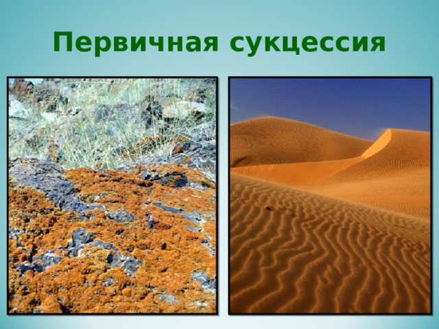 Первичная сукцессия  