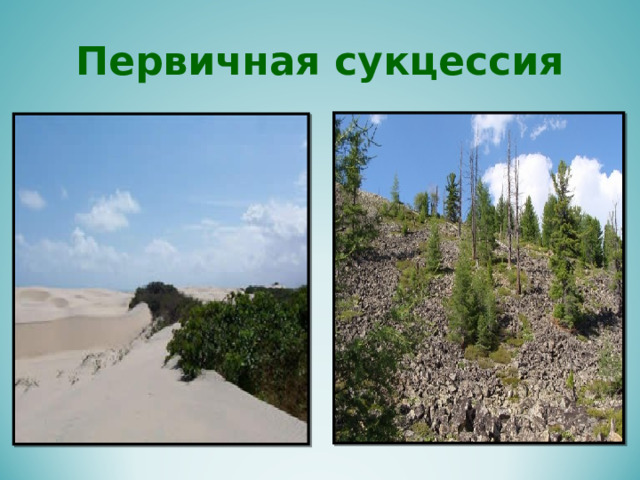 Первичная сукцессия 