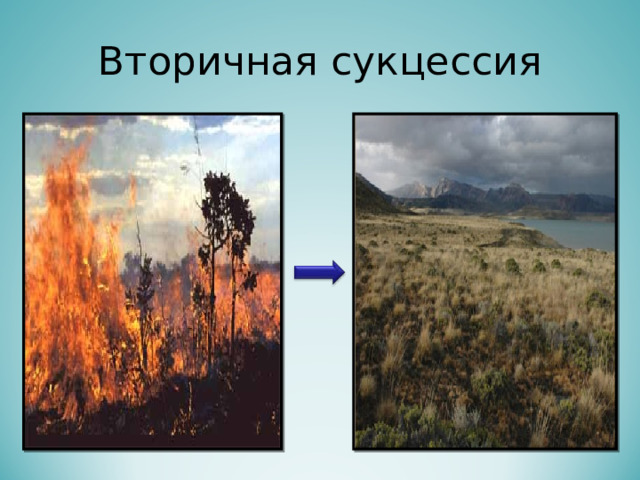 Вторичная сукцессия 