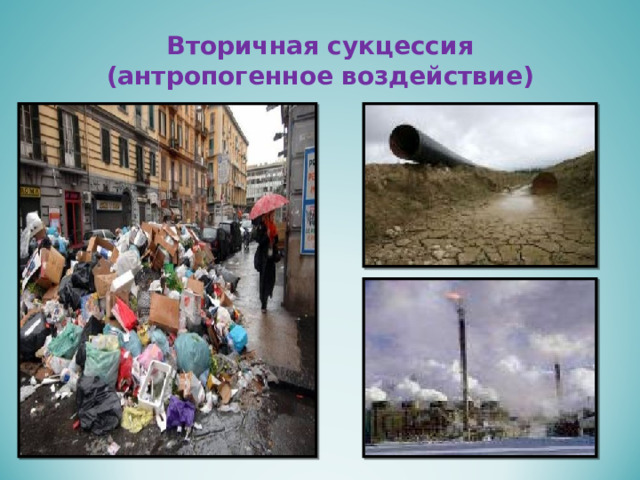 Вторичная сукцессия  (антропогенное воздействие) 