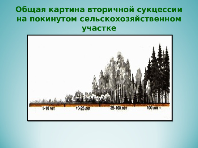 Общая картина вторичной сукцессии на покинутом сельскохозяйственном участке 