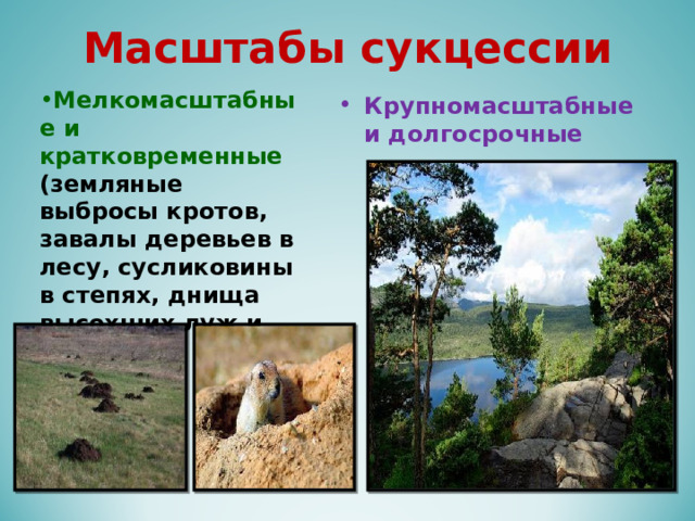 Масштабы сукцессии Мелкомасштабные и кратковременные (земляные выбросы кротов, завалы деревьев в лесу, сусликовины в степях, днища высохших луж и т.д.) Крупномасштабные и долгосрочные 