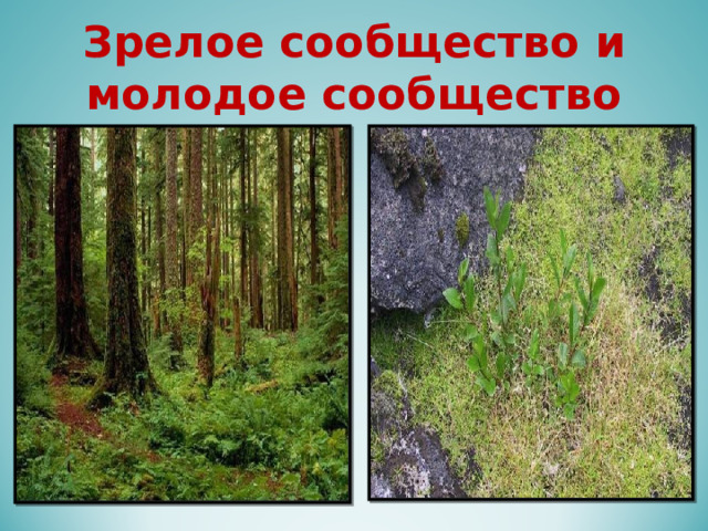 Зрелое сообщество и молодое сообщество 