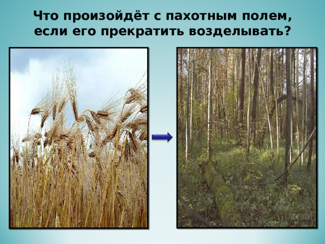 Что произойдёт с пахотным полем, если его прекратить возделывать?   