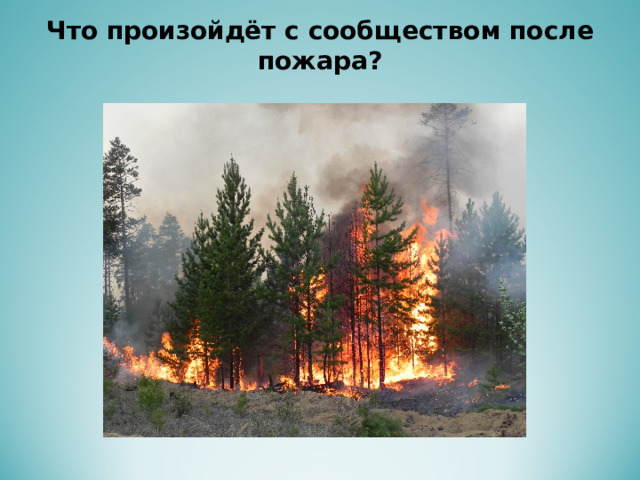 Что произойдёт с сообществом после пожара?   
