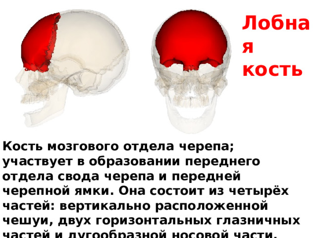 Лобная кость Кость мозгового отдела черепа; участвует в образовании переднего отдела свода черепа и передней черепной ямки. Она состоит из четырёх частей: вертикально расположенной чешуи, двух горизонтальных глазничных частей и дугообразной носовой части.  