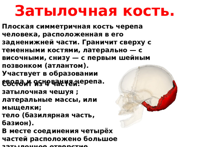 Затылочная кость. Плоская симметричная кость черепа человека, расположенная в его задненижней части. Граничит сверху с теменными костями, латерально — с височными, снизу — с первым шейным позвонком (атлантом). Участвует в образовании свода и основания черепа. Состоит из 4 частей: затылочная чешуя ; латеральные массы, или мыщелки; тело (базилярная часть, базион). В месте соединения четырёх частей расположено большое затылочное отверстие, соединяющее полость черепа с позвоночным каналом. 