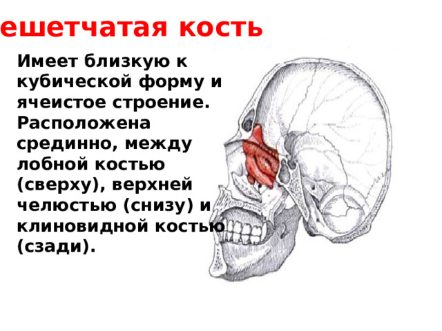 Решетчатая кость Имеет близкую к кубической форму и ячеистое строение. Расположена срединно, между лобной костью (сверху), верхней челюстью (снизу) и клиновидной костью (сзади). 