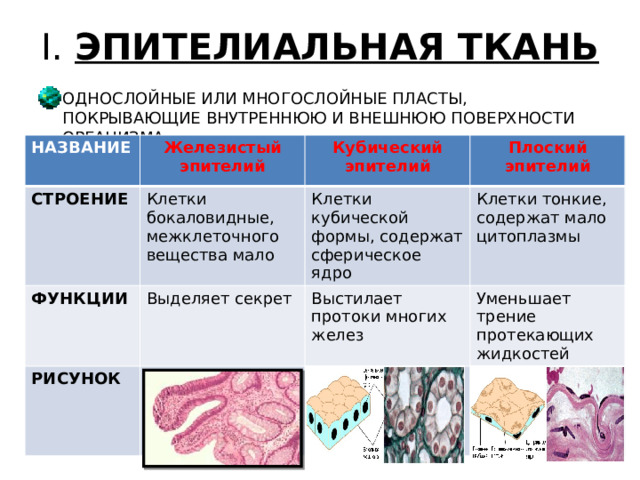 Что характерно для вен человека тонкие однослойные стенки