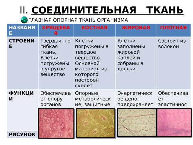 Разросшиеся и видоизмененные стенки завязи