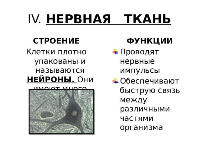 Функции клеток нервной ткани. Нервная ткань строение и функции. Функции нервной ткани животных.