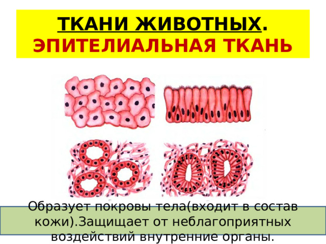 Какая ткань выстилает стенки внутренних органов