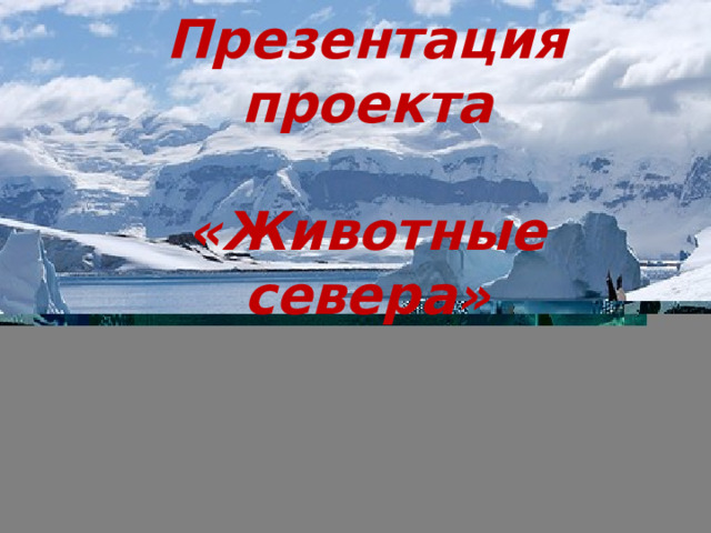 Презентация проекта   «Животные севера» 