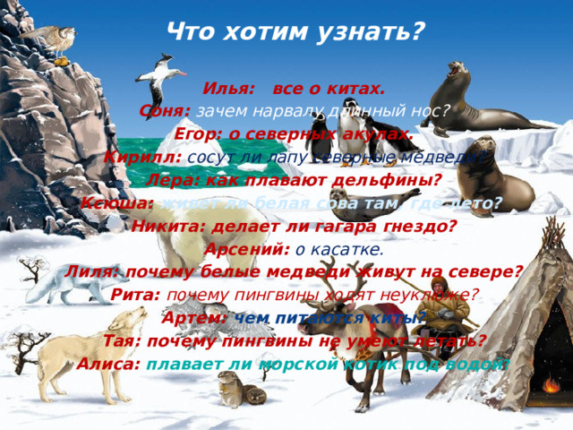 Что хотим узнать?   Илья: все о китах. Соня: зачем нарвалу длинный нос? Егор: о северных акулах. Кирилл: сосут ли лапу северные медведи? Лера: как плавают дельфины? Ксюша: живет ли белая сова там, где лето? Никита: делает ли гагара гнездо? Арсений: о касатке. Лиля: почему белые медведи живут на севере? Рита: почему пингвины ходят неуклюже? Артем: чем питаются киты? Тая: почему пингвины не умеют летать? Алиса: плавает ли морской котик под водой ?  