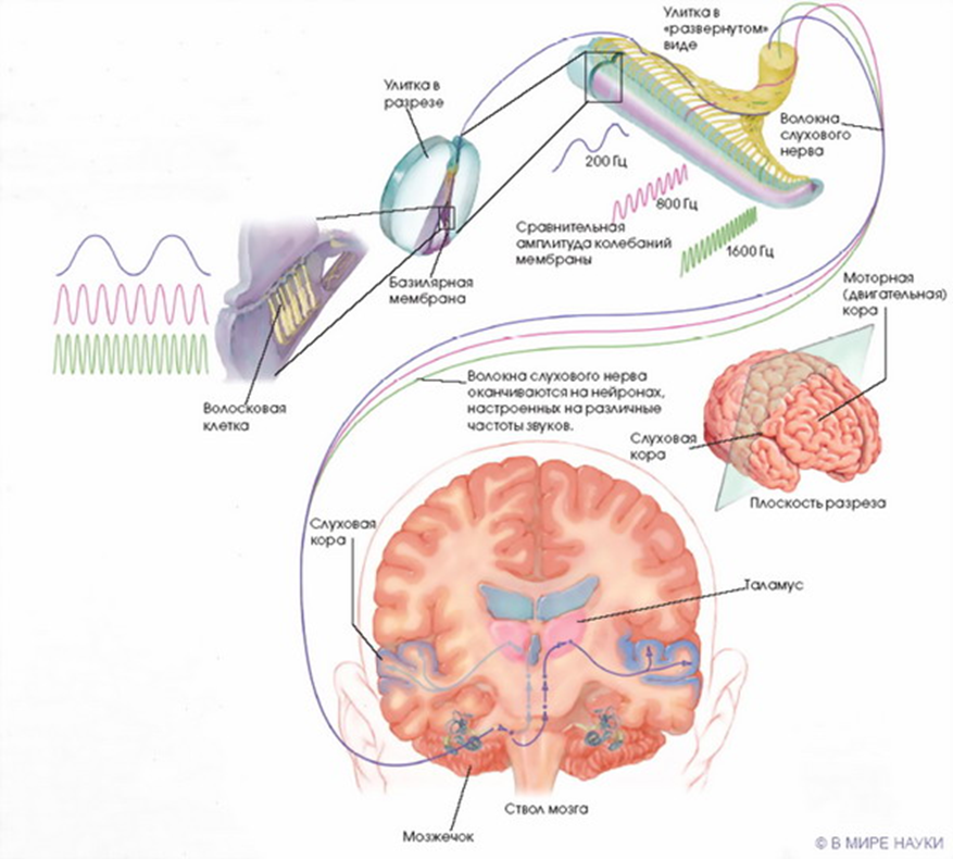 Слуховой анализатор в коре. Схема механизм восприятия звука слуховым анализатором. Строение слухового анализатора мозг. Путь звукового сигнала в слуховом анализаторе.