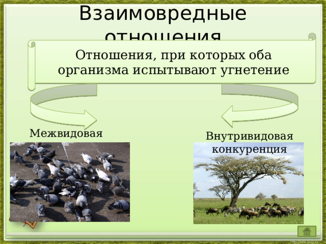 Межвидовые отношения организмов. Биотическое взаимоотношение организмов. Межвидовые и внутривидовые отношения.