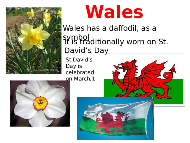  Wales Wales has a daffodil, as a symbol It is traditionally worn on St. David’s Day St.David’s Day is celebrated on March,1 