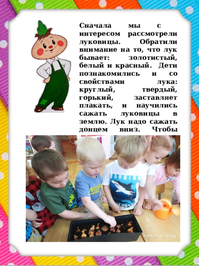 Сначала мы с интересом рассмотрели луковицы. Обратили внимание на то, что лук бывает: золотистый, белый и красный. Дети познакомились и со свойствами лука: круглый, твердый, горький, заставляет плакать, и научились сажать луковицы в землю. Лук надо сажать донцем вниз. Чтобы малыши не перепутали, где донце, на луковице появилось весёлое личико . 