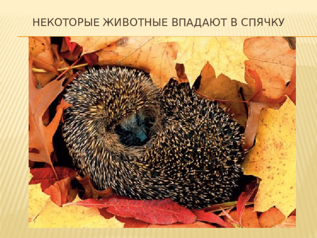 Некоторые животные впадают в спячку 