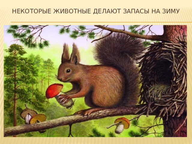 Некоторые животные делают запасы на зиму  
