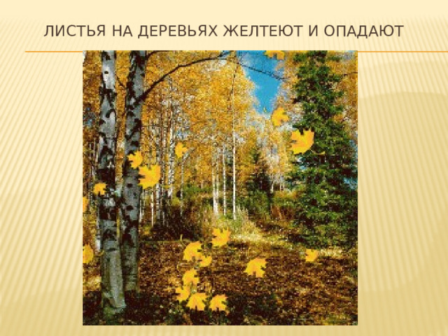 Листья на деревьях желтеют и опадают 