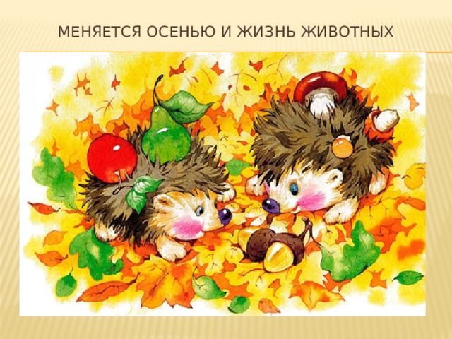 Меняется осенью и жизнь животных 